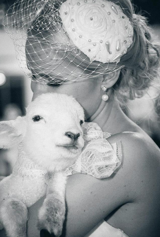 bride hugging a lamb